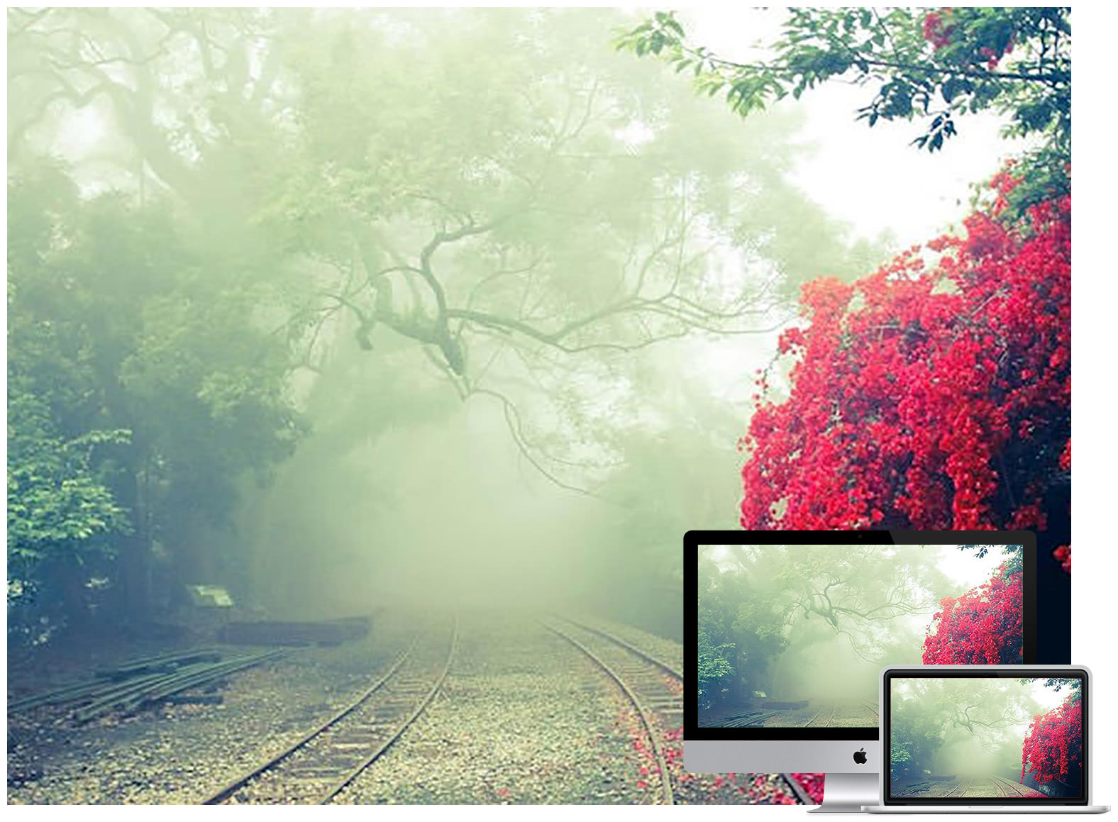 branches-daylight-environment-flowers