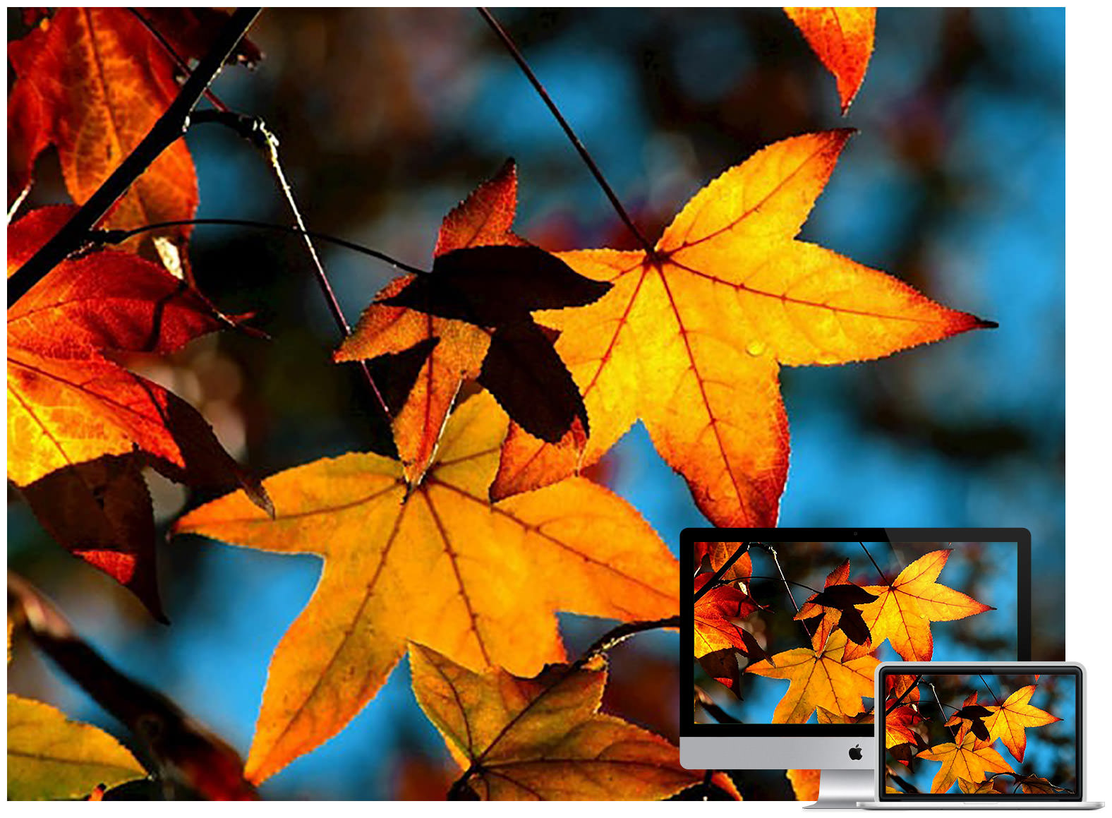 colors-of-fall-wallpaper